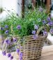 Preview: Rattankorb D30 H25cm klein mit Griffen